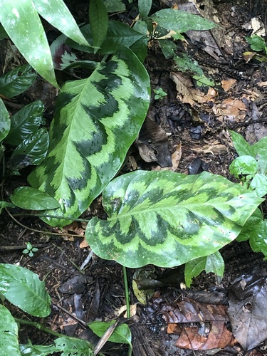 Goeppertia pseudoveitchiana, photograph 2