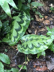 Goeppertia pseudoveitchiana, photograph Jared Shorma, CC BY, iNaturalist via GBIF