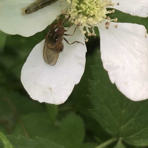 American Snout Fly photo 5