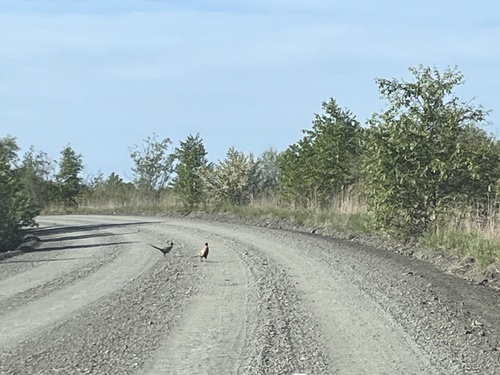 Ring-necked Pheasant