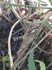 Coryacris angustipennis