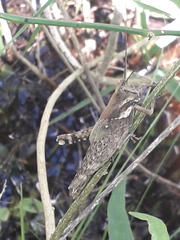 Coryacris angustipennis