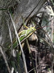 Staleochlora viridicata