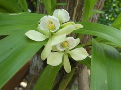 Prosthechea radiata