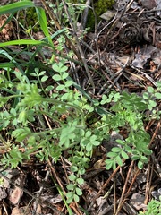 Polemonium micranthum