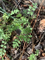 Polemonium micranthum