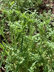 Polemonium micranthum