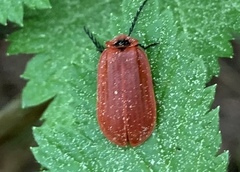 Matheteus theveneti