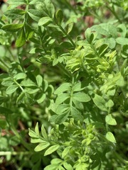 Polemonium micranthum