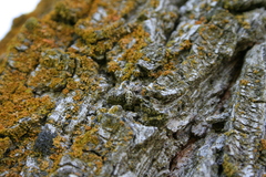 Metaphidippus siticulosus