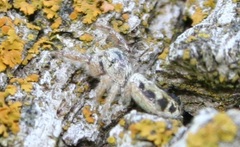 Metaphidippus siticulosus