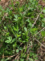 Polemonium micranthum