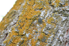 Metaphidippus siticulosus