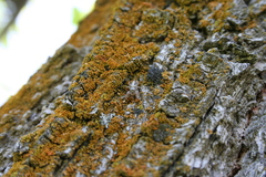 Metaphidippus siticulosus
