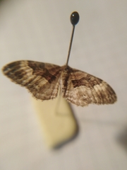 Xanthorhoe biriviata