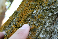 Metaphidippus siticulosus