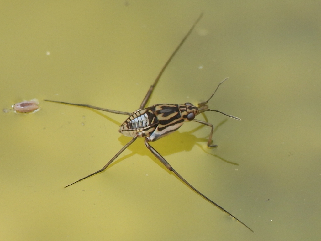 Trepobates carri
