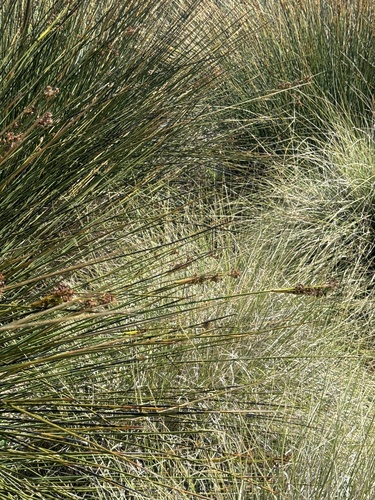 iNaturalist observation photo of Southwestern Spiny Rush