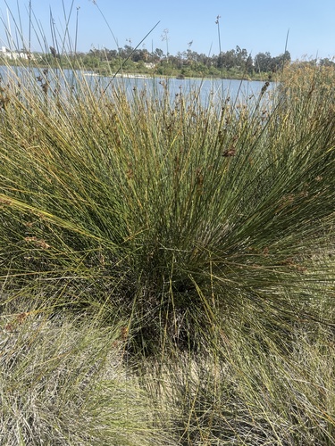 iNaturalist observation photo of Southwestern Spiny Rush