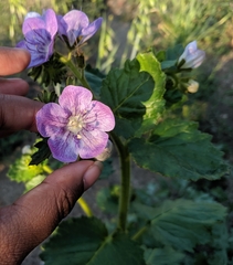 Phacelia grandiflora