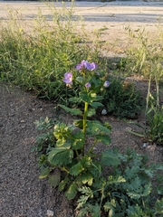 Phacelia grandiflora