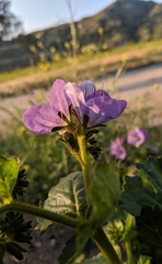 Phacelia grandiflora