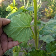 Phacelia grandiflora