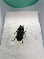 Dorcus miwai