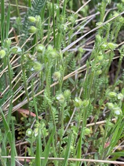 Polemonium micranthum