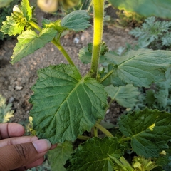 Phacelia grandiflora