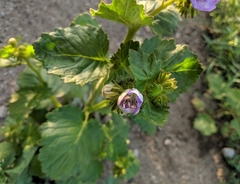 Phacelia grandiflora
