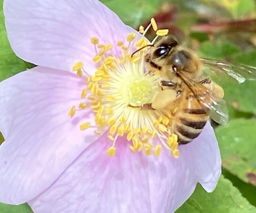 iNaturalist observation photo of Western Honey Bee