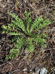 Centaurea stoebe australis