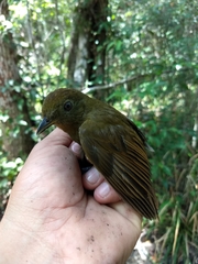 Schiffornis veraepacis