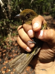 Schiffornis veraepacis