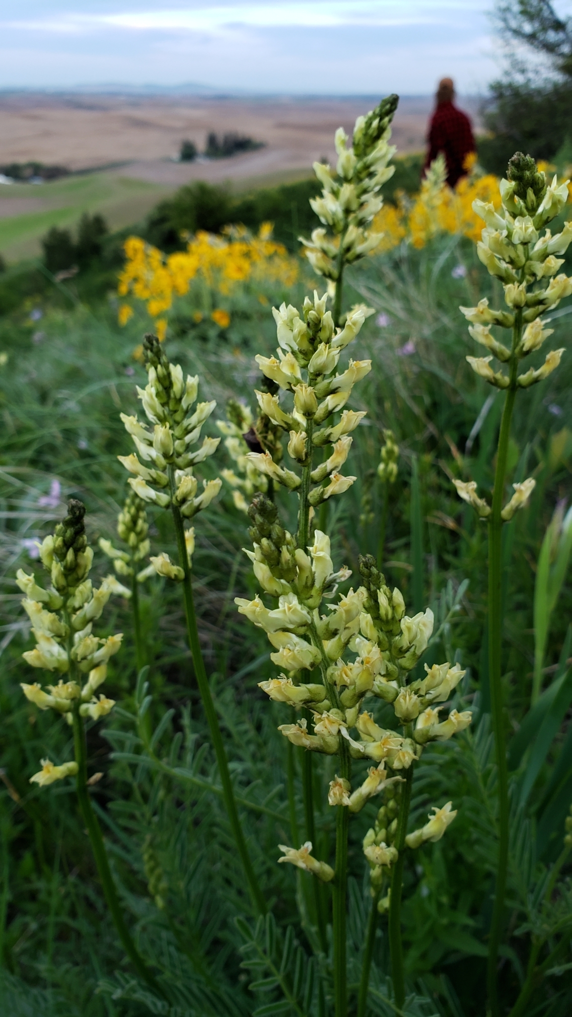 Astragalus arrectus