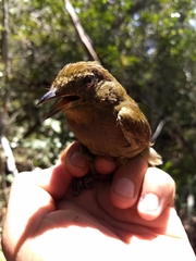 Schiffornis veraepacis