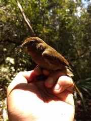 Schiffornis veraepacis