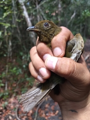 Schiffornis veraepacis