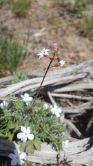 Lithophragma glabrum