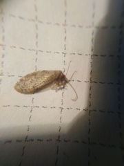 Hemerobius atrifrons