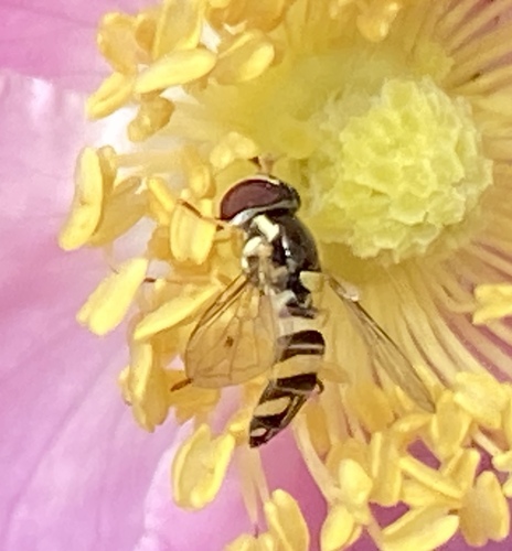 iNaturalist observation photo of Exotic Streaktail