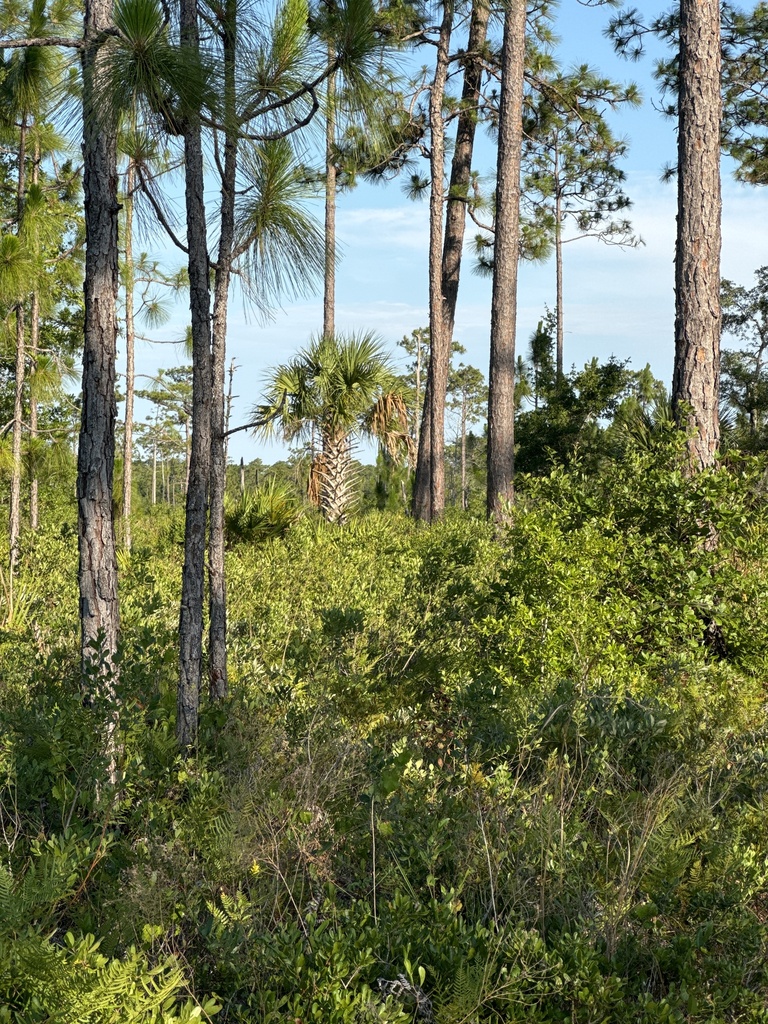 Cabbage Palmetto From University Of Central Florida Arboretum Trail ...