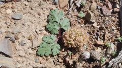 Cymopterus