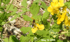 Helophilus eristaloidea