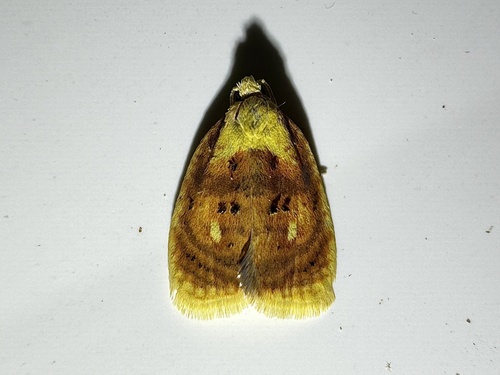 Blueberry Leaftier Moth photo 4