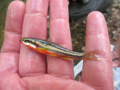 Chrosomus erythrogaster