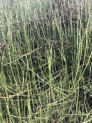 Ephedra californica