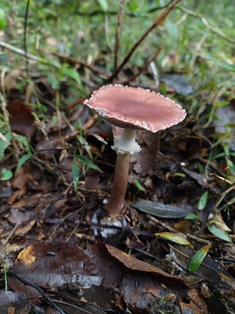Stropharia rugosoannulata · May 2024 · photo: © lelacappelli (iNaturalist, cc0)