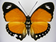 Euphaedra ruspina